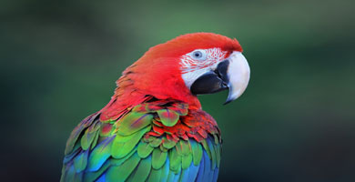 Green Winged Macaw