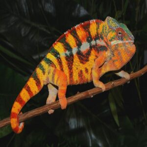Panther Chameleons