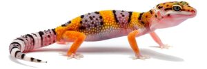 theleopardgecko.org